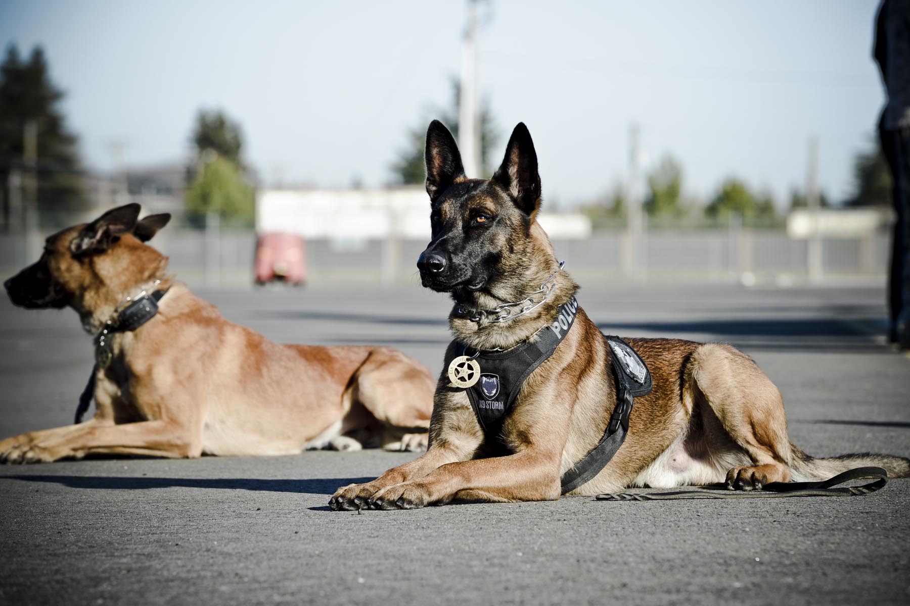 police k9 seminars