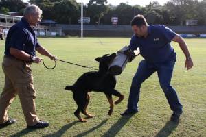 training dogs