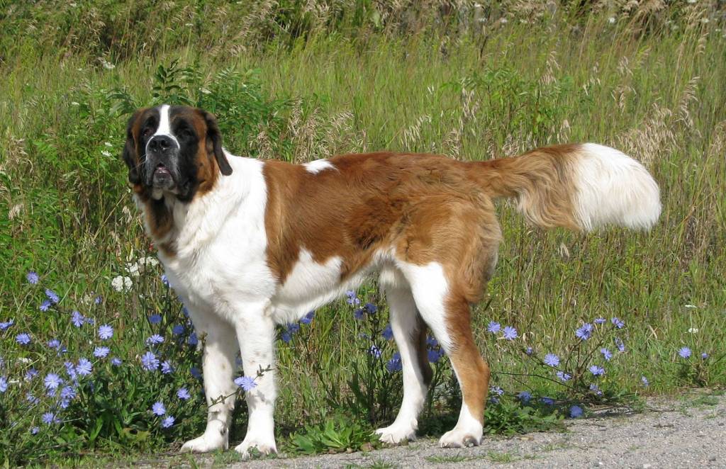 saint bernard