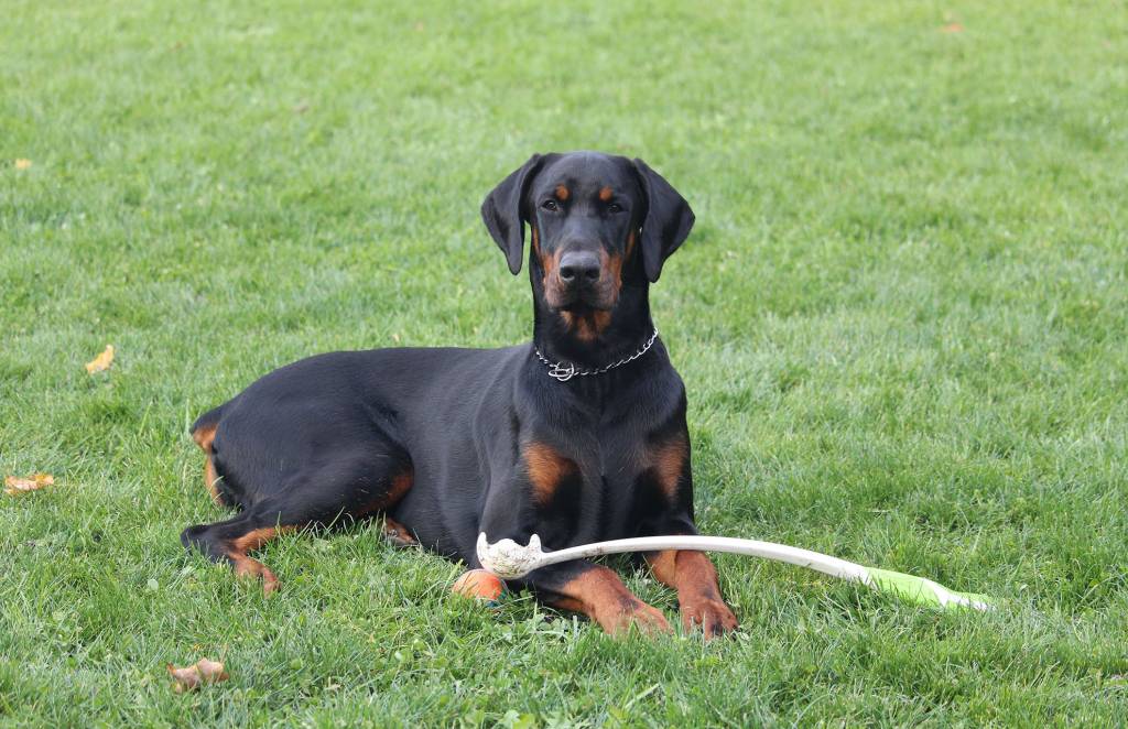 doberman pinscher