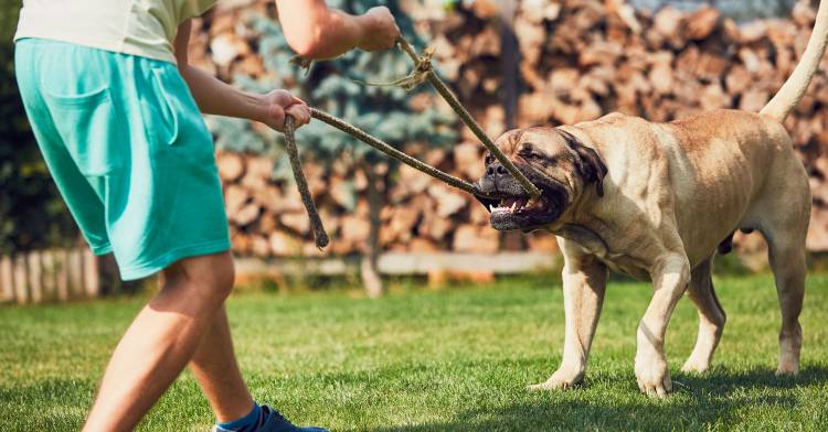 playing with a guard dog