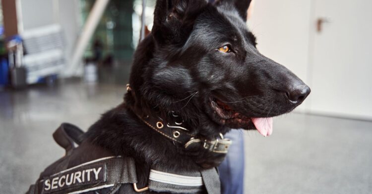 10 Security Dogs Misconceptions Separating Fact from Fiction